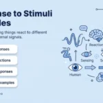 Response to Stimuli Examples