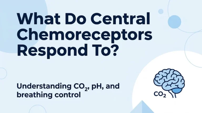 What Do Central Chemoreceptors Respond To