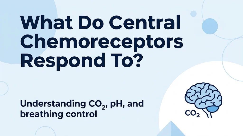 What Do Central Chemoreceptors Respond To